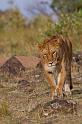 023 Kenia, Masai Mara, leeuw